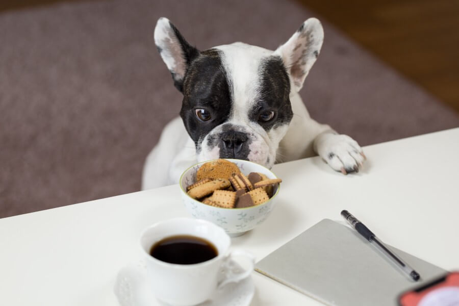 Black and White Dog Looking at Bowl of Food