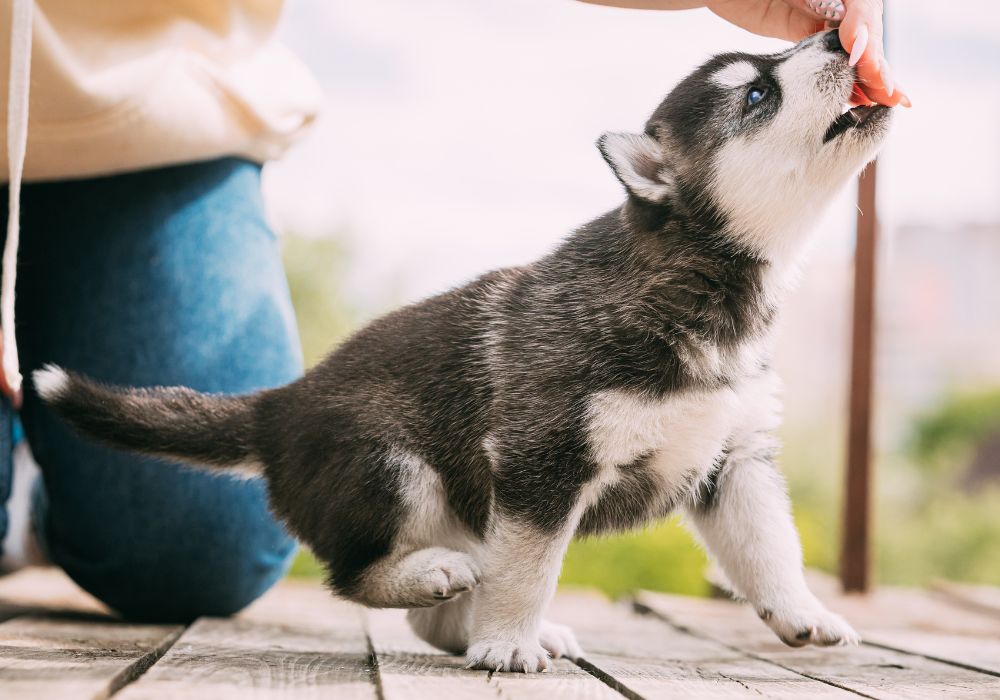 Black and White Siberian Husky Puppy Nipping a Treat