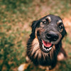 How to Train a Blind Dog: Tips, Techniques, and E-Collar Guidance