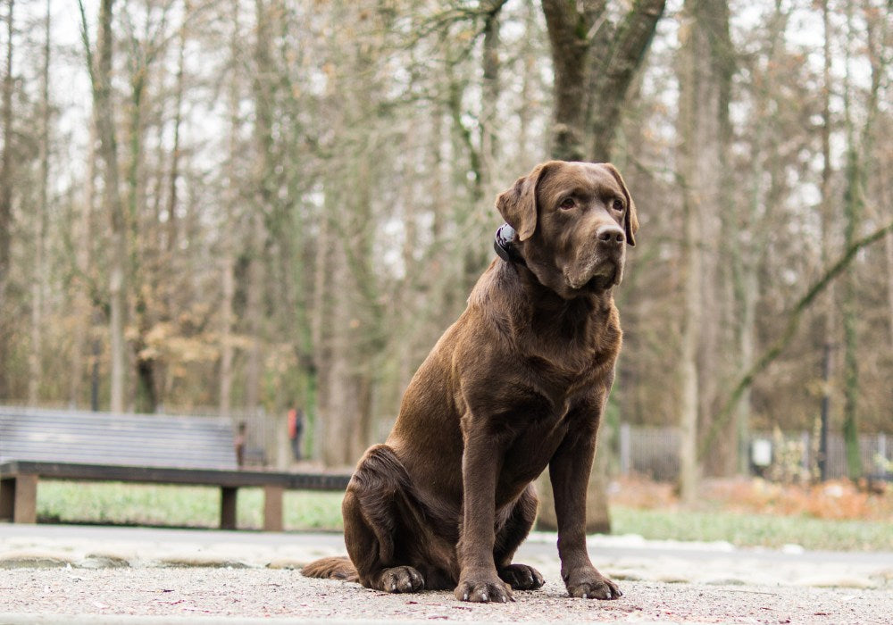 How to Deal with People Reacting to E-Collars on Your Dog