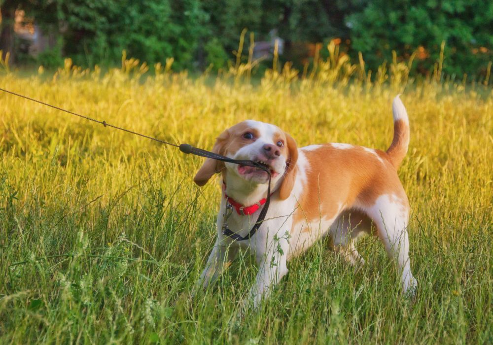 The Best Shock Collars for Stubborn Dogs