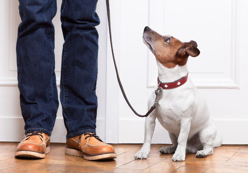 Brown and White Dog on a Leash Looking Up at Human