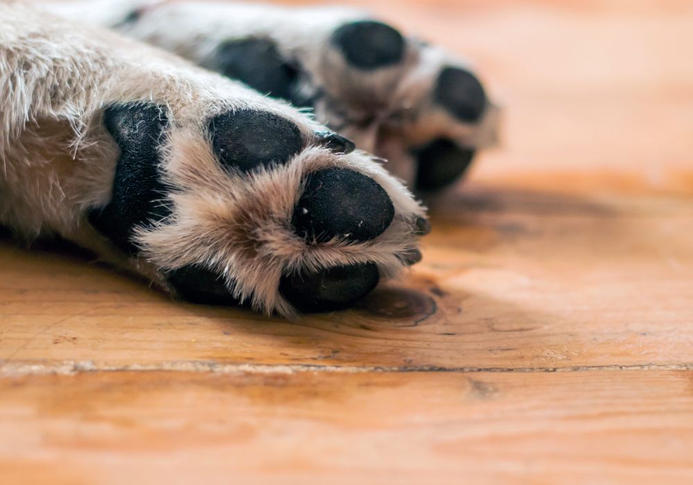 Dog Smells - Why Does My Dog's Feet Smell Like Fritos?