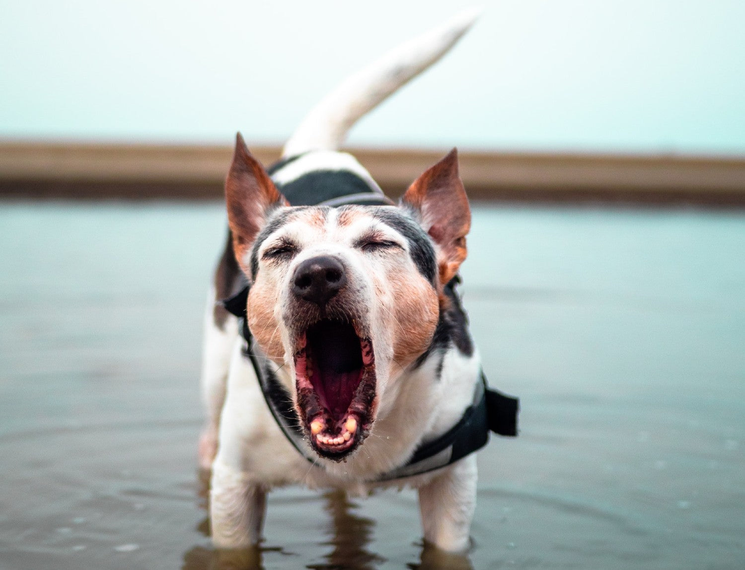 Dog Barking While in Water