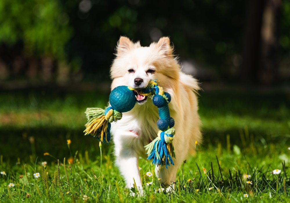 Dog Toys to Avoid in Pet Stores
