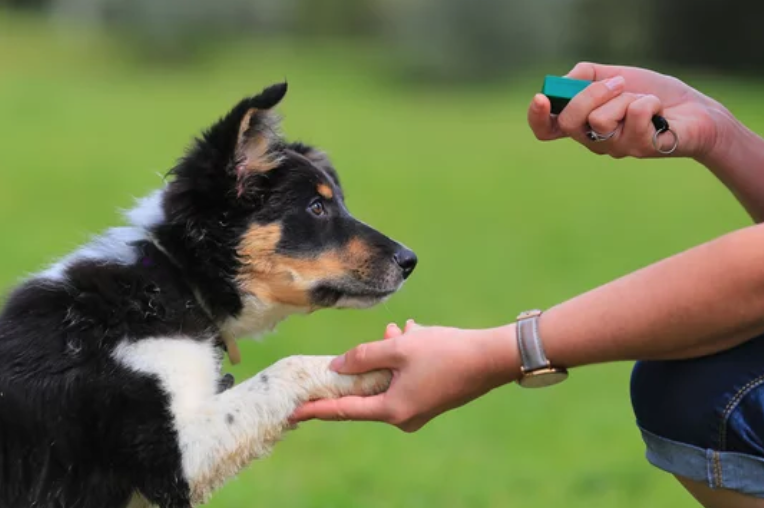 5 Quick Ways to Start Dog Training
