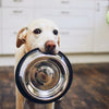 Best Pet Foods for Your Dog