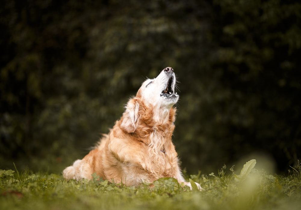 Dog Howling While Lying on Grass