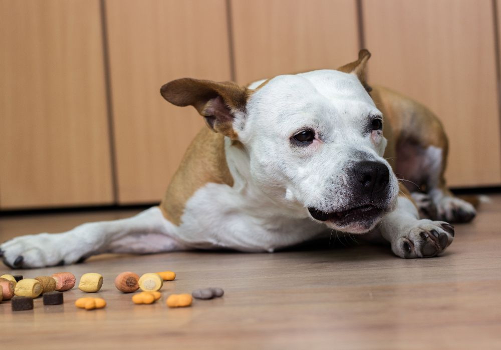 5 Reasons Why Your Dog is Not Responding to Treats