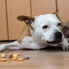 5 Reasons Why Your Dog is Not Responding to Treats