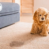 How to Get Pet Urine Smell Out of the Carpet