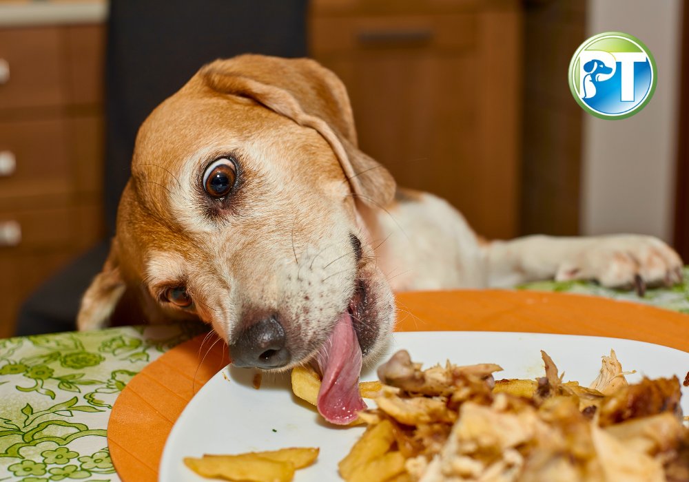 Dog Stealing Food from Table