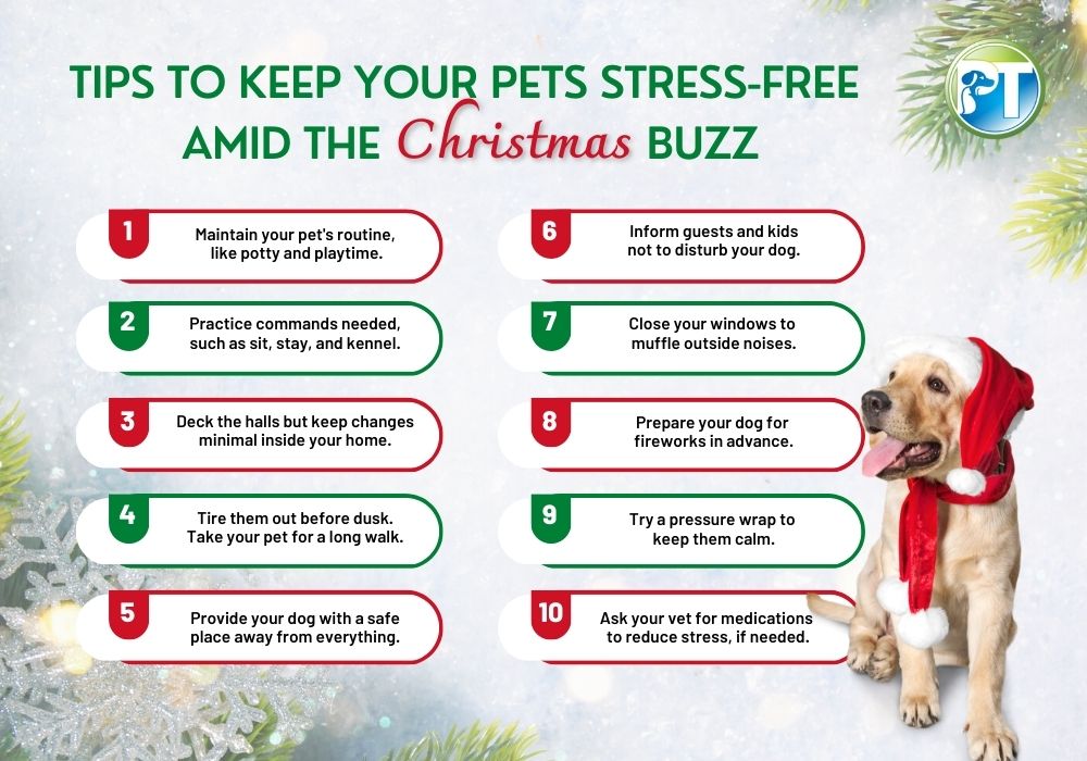 Tips to Keep Your Pets Stress-Free Amid the Christmas Buzz