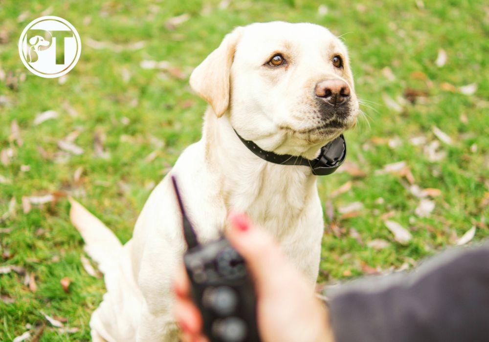 Dog Wearing an E-Collar Sitting on the Ground with a Blurry Foreground of a Hand Holding a Transmitter