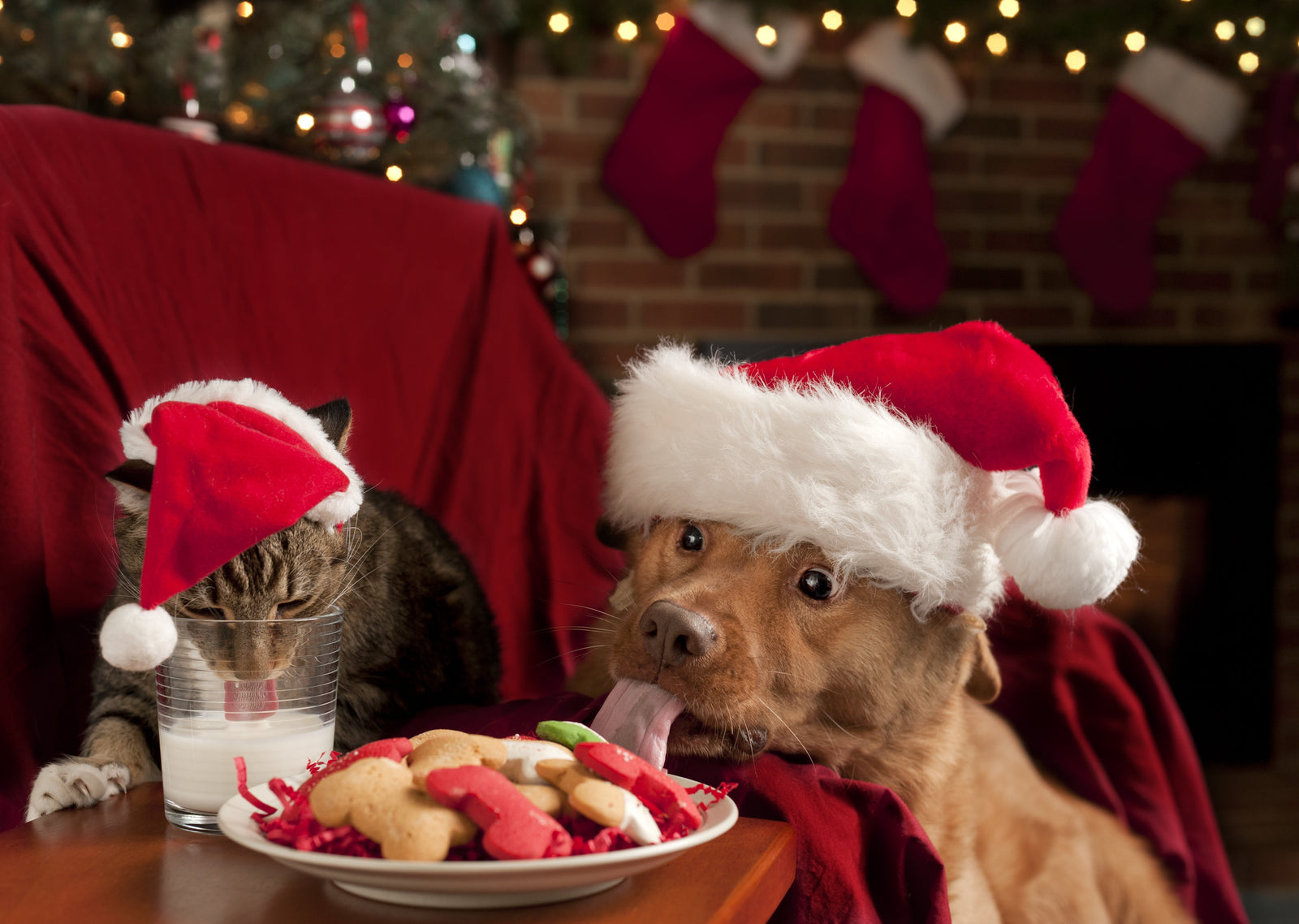 Dog and Cat Wearing Santa Hat Licking Bone-Shaped Cookies