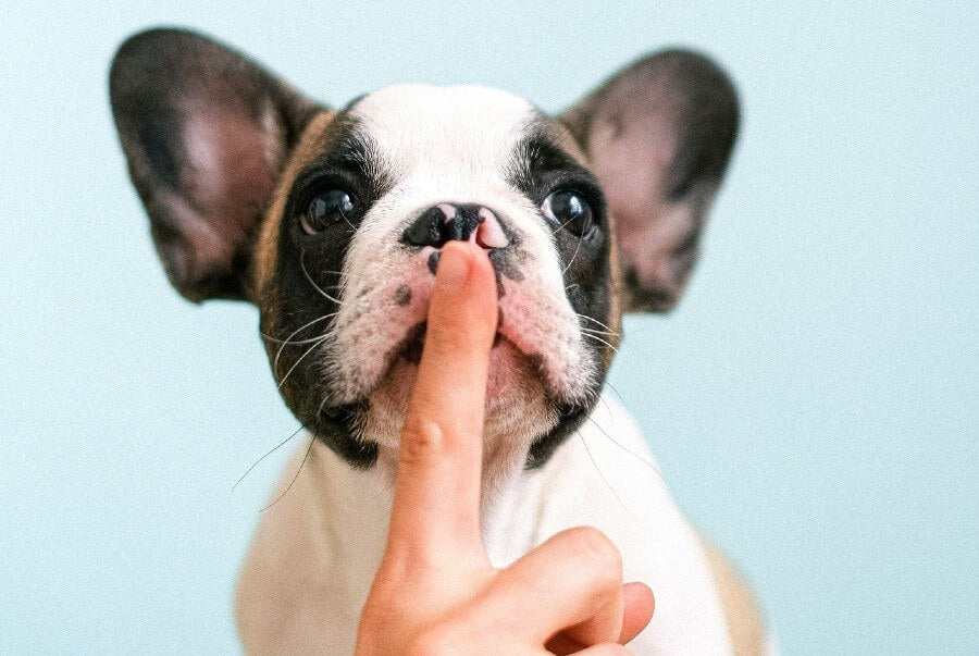 Small Brown and White Dog Being Shushed by Human