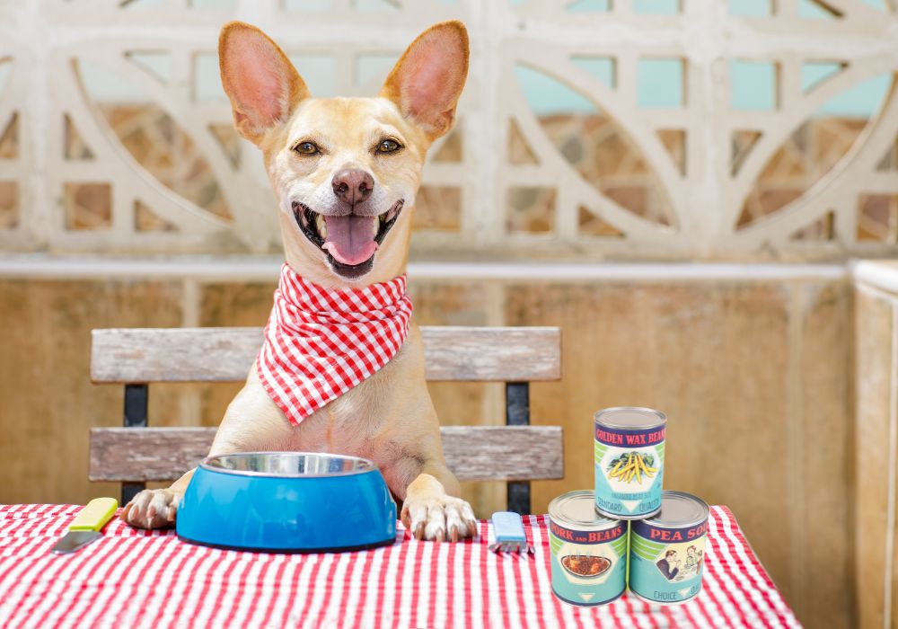 How to Read Pet Food Labels and Choose the Best Dog Food