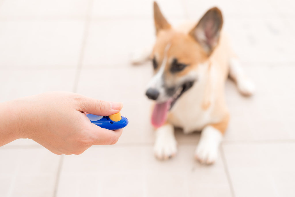 How to Train Your Dog with a Clicker