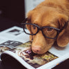 E-Collar, Bark Collar, or E-Fence – Which Should I Choose for My Dog?