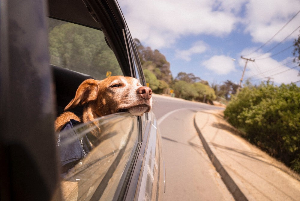 Have Dog, Will Travel! – 6 Tips to Travel Better with Your Dog