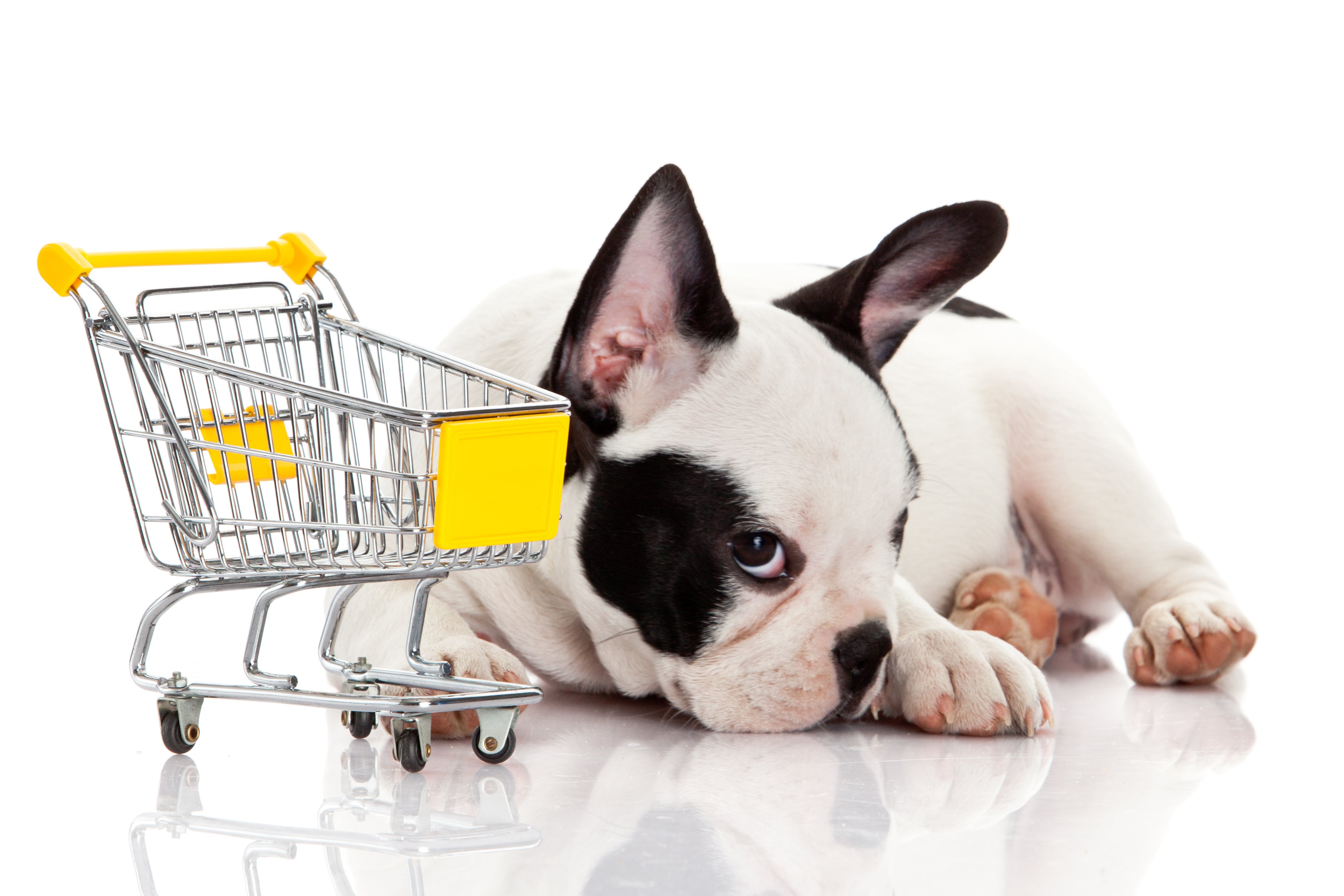 Top 4 Things to Avoid in Pet Stores  (and What You Should Get Instead!)
