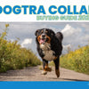 Dogtra Collar Buying Guide 2025