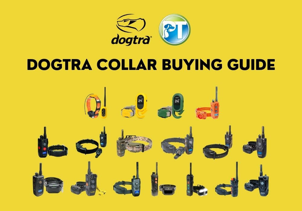 Dogtra Collar Buying Guide: Compare the Best E-Collars for Your Dog