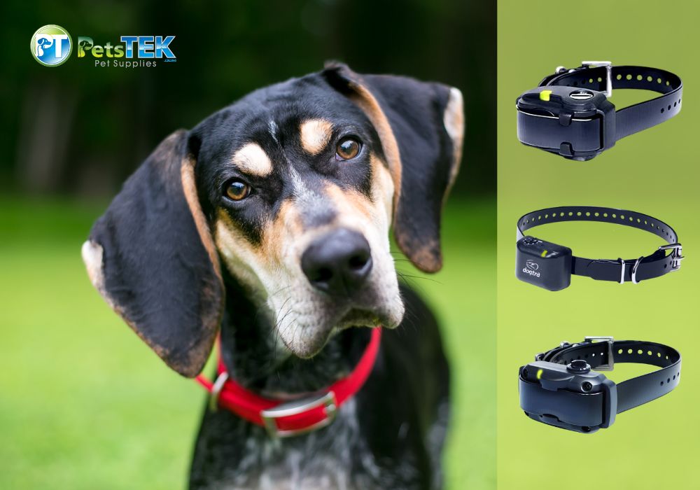 Black Dog Looking at Three Dogtra Bark Collar Models