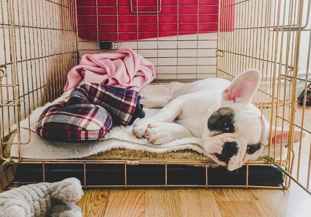 How to Crate Train Your Dog in 8 Easy Steps: Safe & Stress-Free Guide