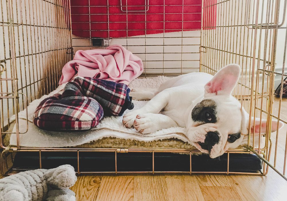 French Bulldog Lying Inside a Crate