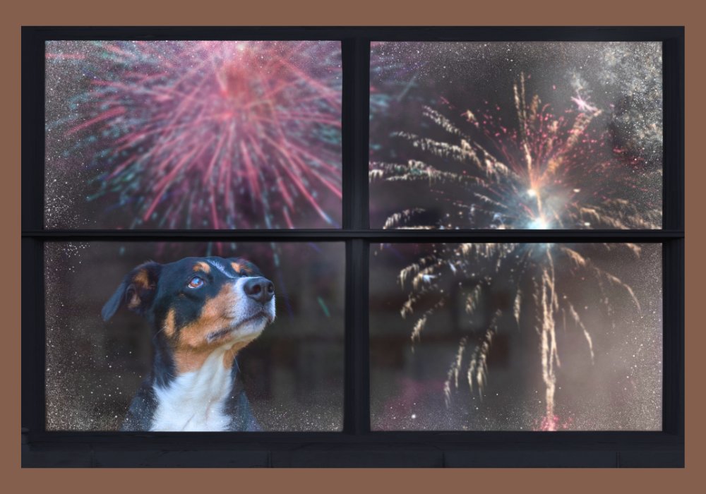 Fun and Safe Activities to Enjoy New Year's with Your Dog