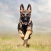 7 Best Shock Collars for K-9 and Service Dogs