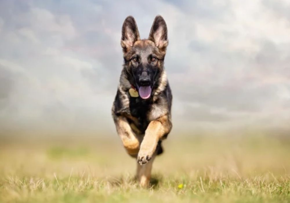 German Shepherd Running on Field