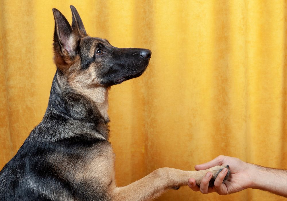 German Shepherd With Paw Held by Human Hand