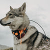 How To Use An E-Collar To Train Your Dog? 7 Simple Tips