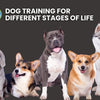 Dog Training for Different Stages of Life