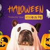 Halloween Tricks for Your Anxious Pet