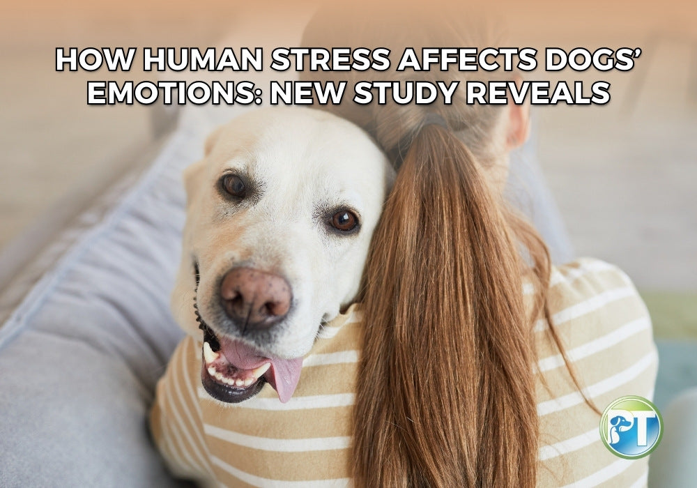 How Human Stress Affects Dogs’ Emotions: New Study Reveals