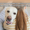 How Human Stress Affects Dogs’ Emotions: New Study Reveals