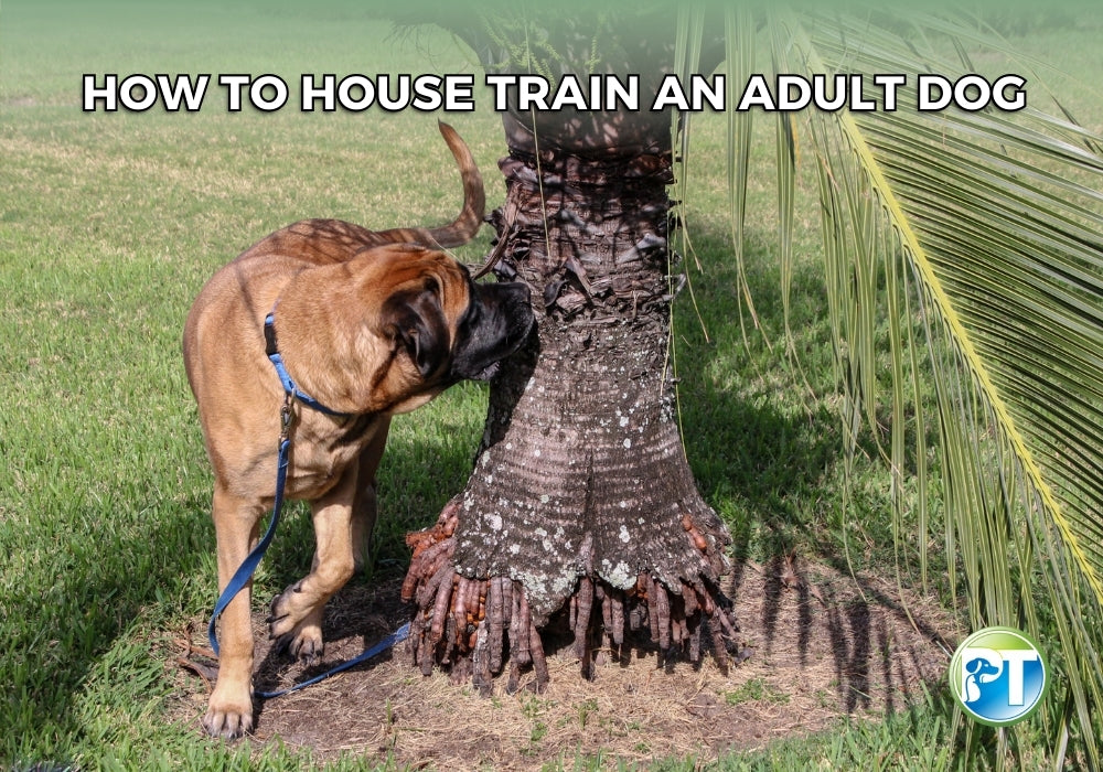 How to House Train an Adult Dog