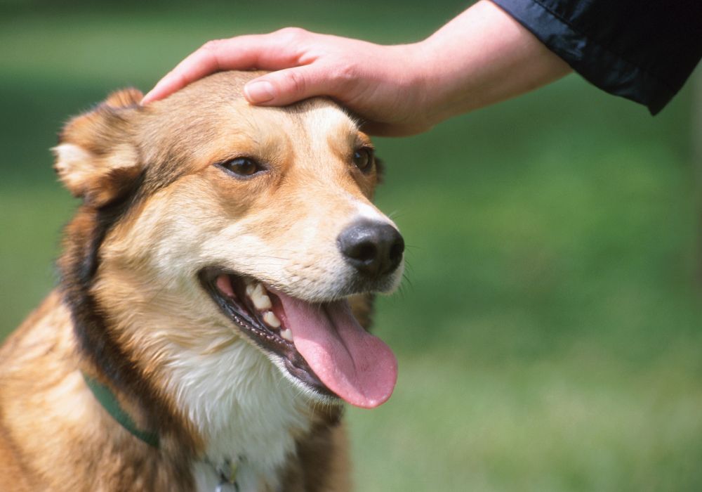 How to Pet a Dog the Right Way