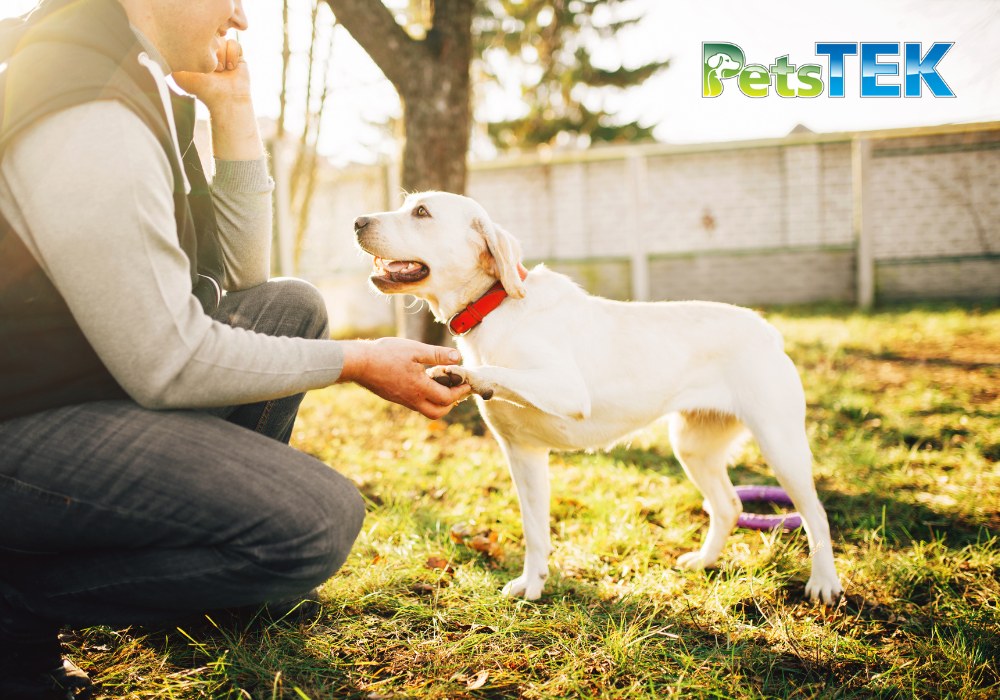 How to Train with a No Bark Collar