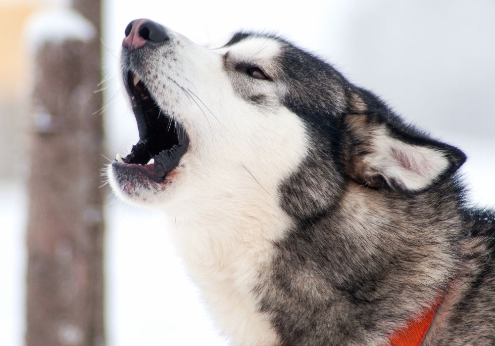 Howling Siberian Husky