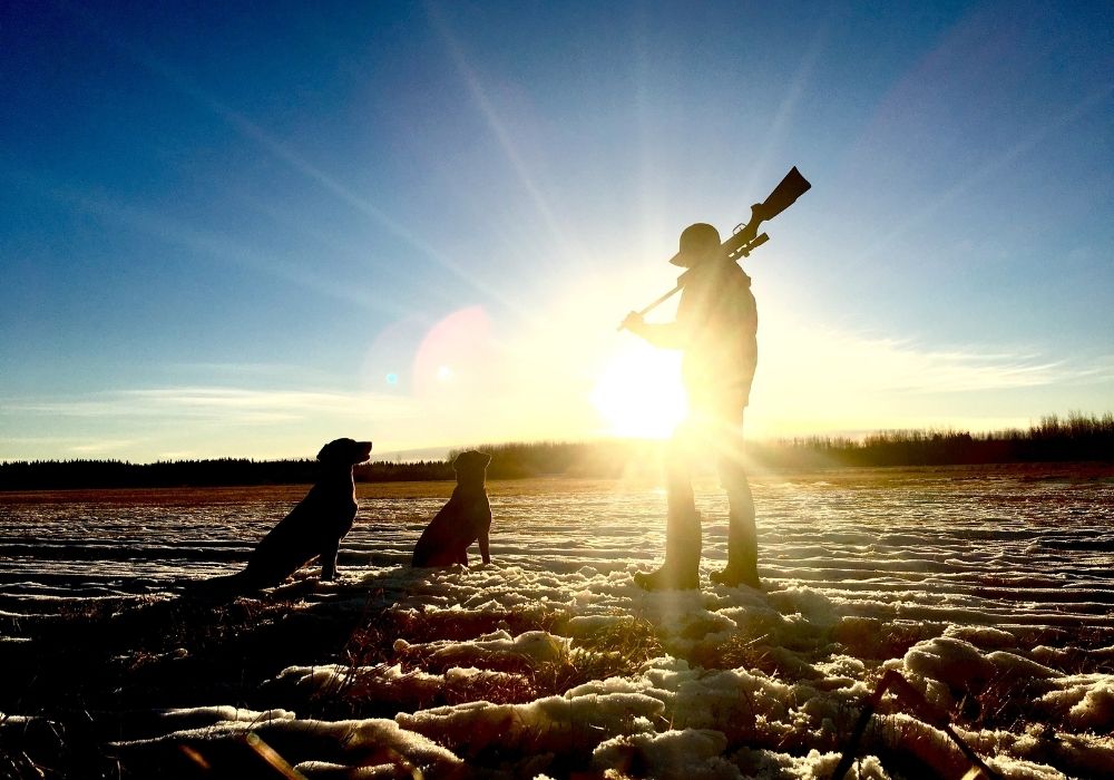 Hunter and Hunting Dogs in Field Silhouette Against Sun