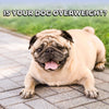 Is Your Dog Overweight?