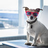 Travel Tips: How to Fly with Your Dog