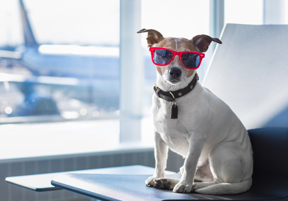 Travel Tips: How to Fly with Your Dog