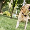 Best Bark Collars for Outdoor Use