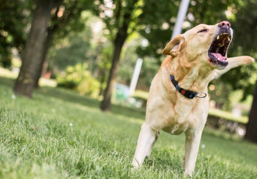 Best Bark Collars for Outdoor Use