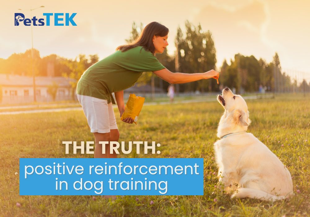 The Truth About Positive Reinforcement in Dog Training